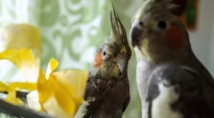 Je možné dať papagáji je banán